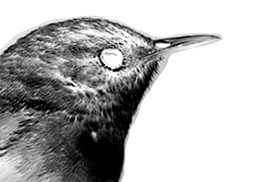 Chercan Radio - Radio station CL